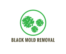 Black Mold Removal